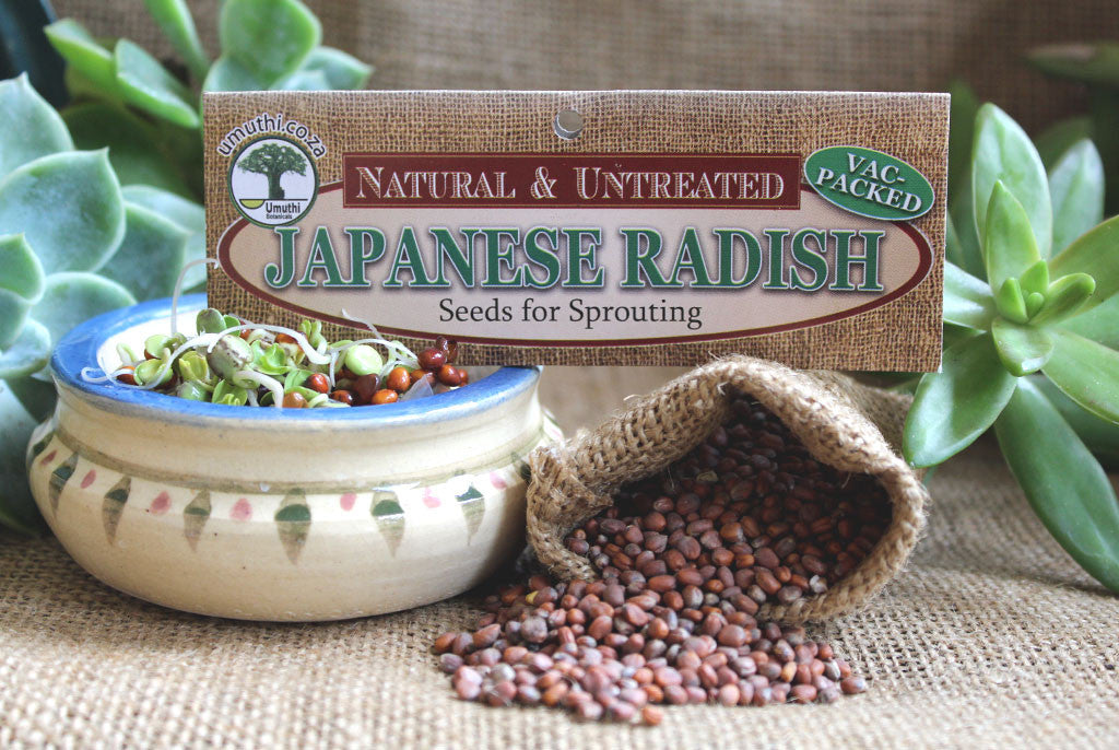 JAPANESE RADISH SEEDS
