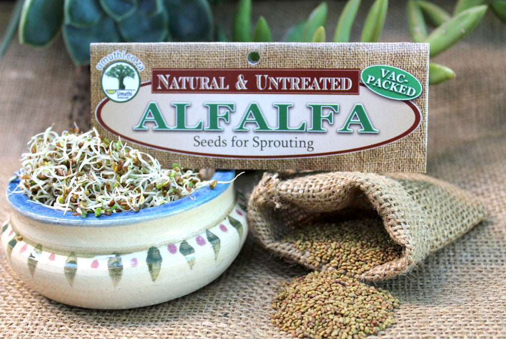 ALFALFA SPROUTS