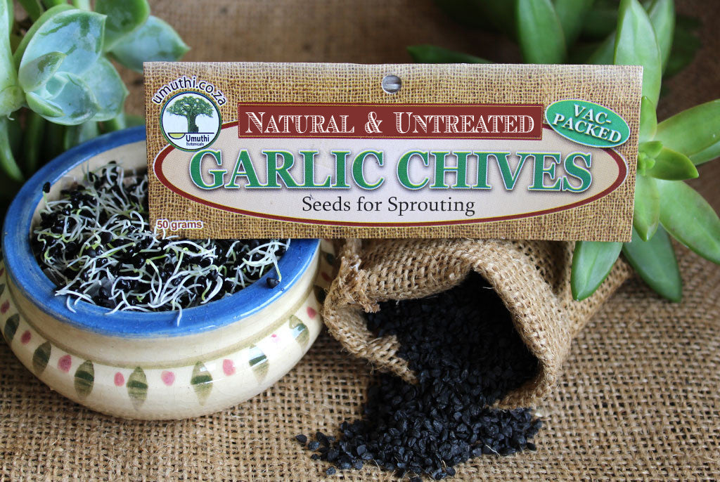 GARLIC CHIVE SEEDS