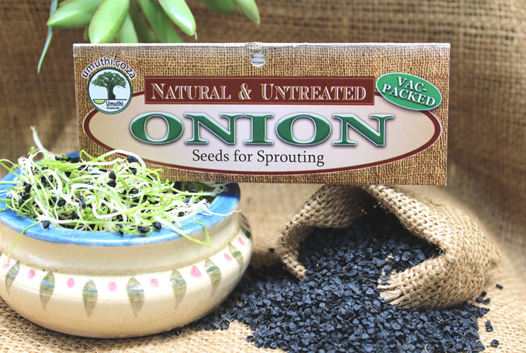 ONION SEEDS