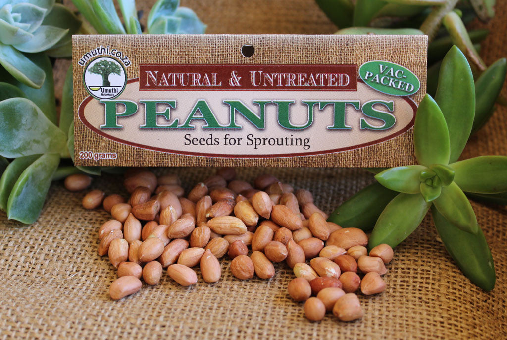PEANUTS FOR SPROUTING