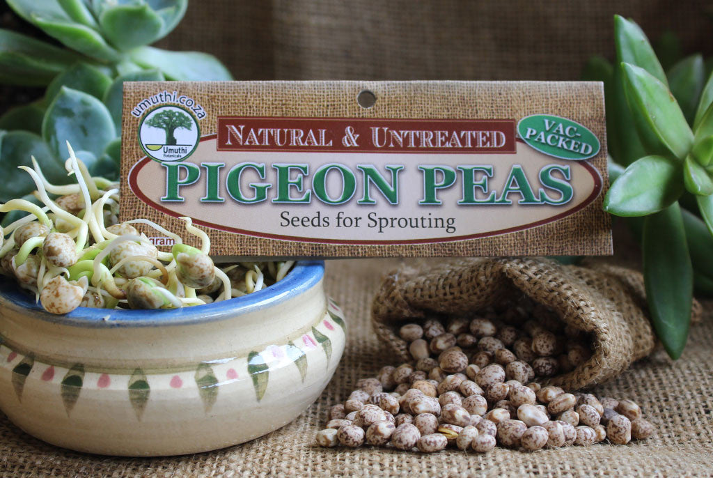 PIGEON PEAS FOR SPROUTING