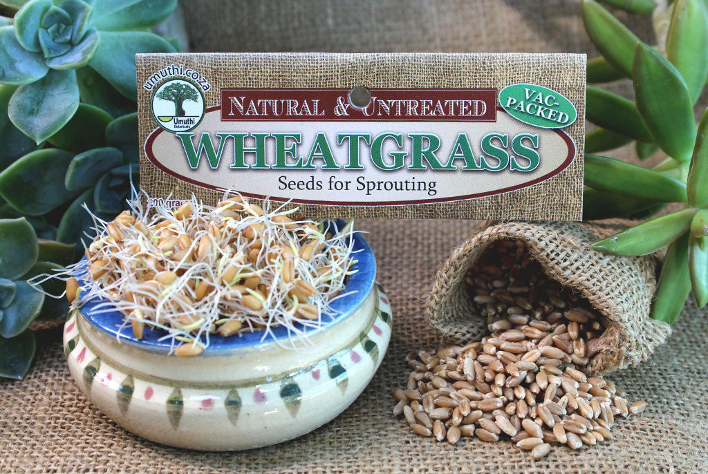WHEATGRASS SEEDS FOR SPROUTING